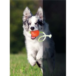 Liker Lumi piłka dla psa widoczna w trakcie zabawy w ciemności