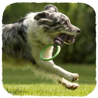 Ekologiczny szarpak dla psa obręcz na sznurze Beco Pets