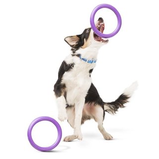 Pies bawiący się zabawką puller