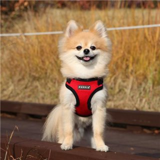 Szelki dla psa zakładane przez łapki Puppia Soft Harness C czerwone na psim modelu