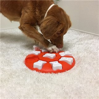Pies korzystający z gry logicznej Outward Hound Dog Smart