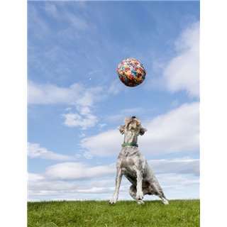 Petbloon piłka balon dla psa