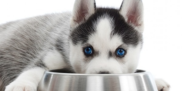 Jak wybrać zdrowe i smaczne przysmaki, które pokocha Twój pies?