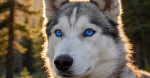Ile żyje husky? Średnia długość życia tej rasy psów z Syberii