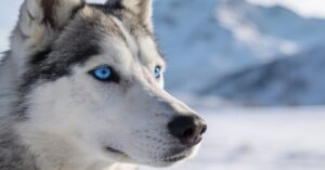 Husky syberyjski: hodowla, charakter i średnia długość życia tej rasy