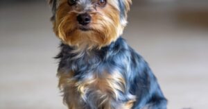 Yorkshire terrier: wszystko o tej rasie, szczeniaki i psy typu york