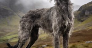 Chart szkocki: hodowla i pielęgnacja tego szorstkowłosego psa rasy deerhound