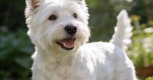 West highland white terrier: poznaj tę wyjątkową rasę psów terierów