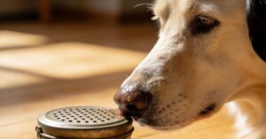 Nose work: rozwiń zmysł węchowy your dog i pokochaj wspólny trening