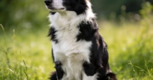 Border collie umaszczenia: przewodnik po tej rasie i psach pracujących
