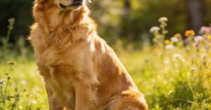 Golden retriever suka: charakter, potrzeby i wychowanie idealnej pupilki