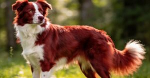 Border collie rudy: wszystko o rasie i urocze szczeniaki