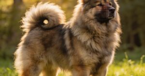 Eurasier: hodowla, wzorzec FCI i najważniejsze informacje o rasie psa