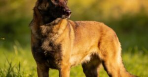 Owczarek belgijski malinois: rasy, psy i szczeniaki – przewodnik