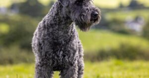 Blue terrier: Kerry blue terrier – poznaj tę wyjątkową rasę wśród terierów
