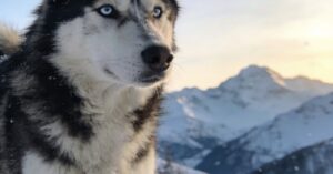 Husky alaskan: czy to rasa inna niż siberian husky i alaskan malamute?
