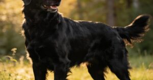 Flat coated retriever: rasowy pies aportujący, szczeniaki i wzorzec FCI