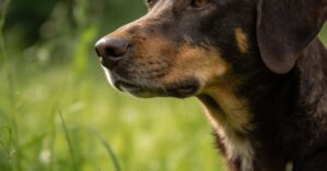 Choroba odkleszczowa u psa: babeszjoza – objawy i leczenie