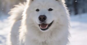Samojed: opis rasy, pielęgnacja i szczeniaki tej wyjątkowej rasy psów