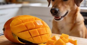 Czy pies może mango? Czy ten owoc jest bezpieczny dla psa?