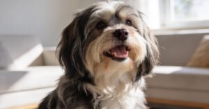 Havanese: wszystko o rasie, hodowla FCI i ZKwP – idealny pies domowy