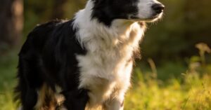 Border collie czarny: charakter, pielęgnacja i temperament rasy
