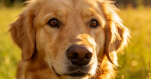 Golden retriever złoty: przewodnik po rasie o wielkim sercu