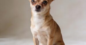 Chihuahua: poznaj tę rasę – idealny pies i szczeniak dla każdego