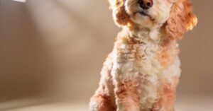 Cavoodle i cavapoo: charakter, pielęgnacja i wszystko o tej rasie