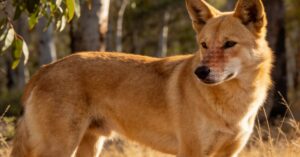 Dingo pies: tajemniczy australijski dziki pies – skąd się wywodzi?