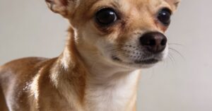 Chihuahua krótkowłosa: opis rasy, którą pokochał cały świat