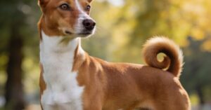 Basenji: afryka w świecie psów rasowych – poznaj tę rasę psów