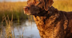 Chesapeake bay retriever – kompletny opis rasy i hodowla