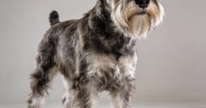Schnauzer: miniature, standard i ich charakterystyka w pigułce