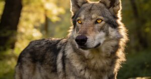 Wilczak saarloosa: czy to wilczy czy czechosłowacki saarlooswolfhond?