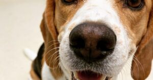 Tasiemiec u psa: objawy, zarażenie i inwazja Dipylidium caninum