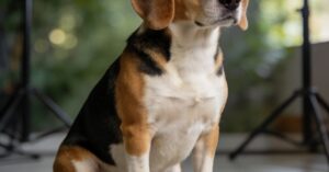 Beagle blue: rzadka odmiana rasy beagle, szczeniaki i blue tick hound