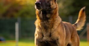Malinois: charakterystyka rasy owczarka belgijskiego – wszystko o psie