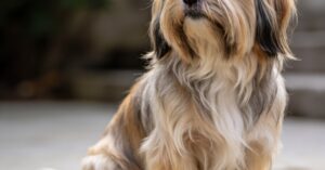 Lhasa apso: pielęgnacja i wychowanie szczeniaka tej rasy psów