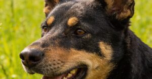 Borelioza u psa: jak leczyć, rozpoznana przez kleszcze i profilaktyka