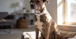 Pies z rodziny zastępczej: jak żyje dog de bordeaux i jego śliniak