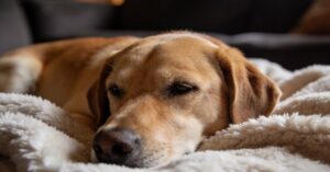 Padaczka u psa: objawy, leczenie i jak pomóc pupilowi z epilepsją