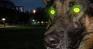 Czy psy widzą w ciemności lepiej niż ludzie? Sprawdź prawdę o psach