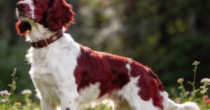 Spaniel walijski: wszystko o rasie, hodowla i szczeniaki springer spaniela