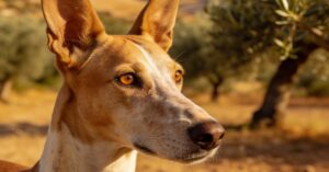 Andaluzyjski pies: un chien andalou jak plakat – poznaj tę rasę