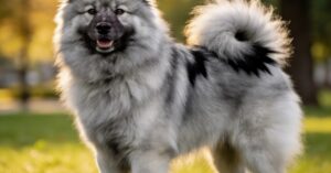 Szpic wilczy (keeshond): pielęgnacja, bujne futro i cechy tej rasy psa
