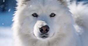 Samoyed black: czy ta rasa samojedów istnieje? Hodowla i szczeniaki