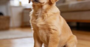 Parvo: wszystko o canine parvovirus i parwowirozie psów